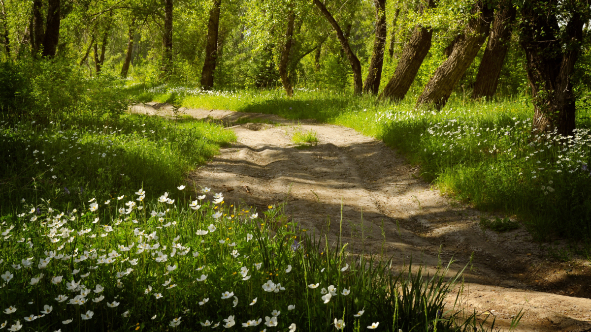 Peace Meditation with Monika Kuiter (1)